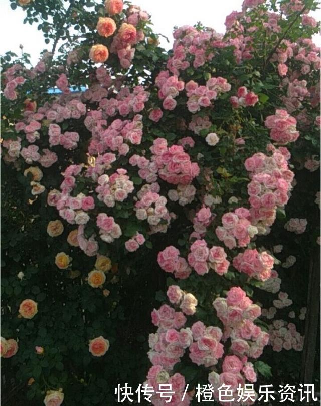 细数10种狼牙棒月季，怕刺的可绕道