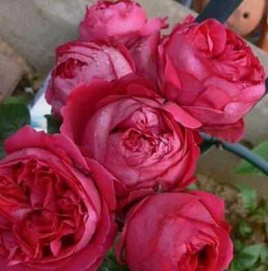 喜欢菊花，不如养盆“精品玫瑰”红色伊甸园，开花爆盆，花比叶多