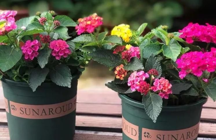 新人盆栽五色梅，轻松树立养花自信，管理还不容易出问题