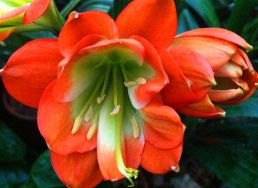 养君子兰的小妙招,年年开花爆盆,叶子整齐不倾斜,全年开花不断