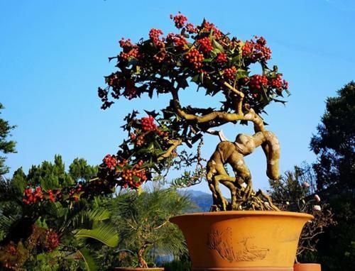 枸骨是制作盆景的好素材,集观形、观叶、观果于一身,还很好养活