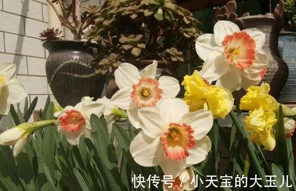 记录一下我养过的花,1000多盆都有啥