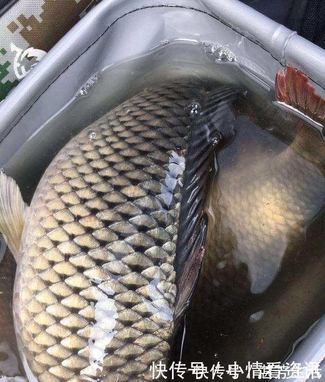 觅食|野钓连杆双飞的秘密勤抽窝、多放口、以鱼诱鱼！