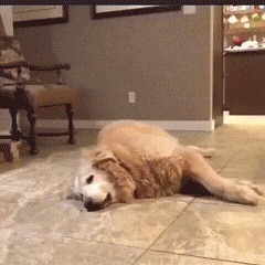 |搞笑GIF:怎么丢了一只,我站在你身上看一下啊