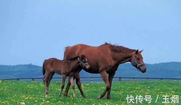 生肖|“惹不起”的生肖马，10月开始乘风破浪，勇往直前，事业顺风顺水