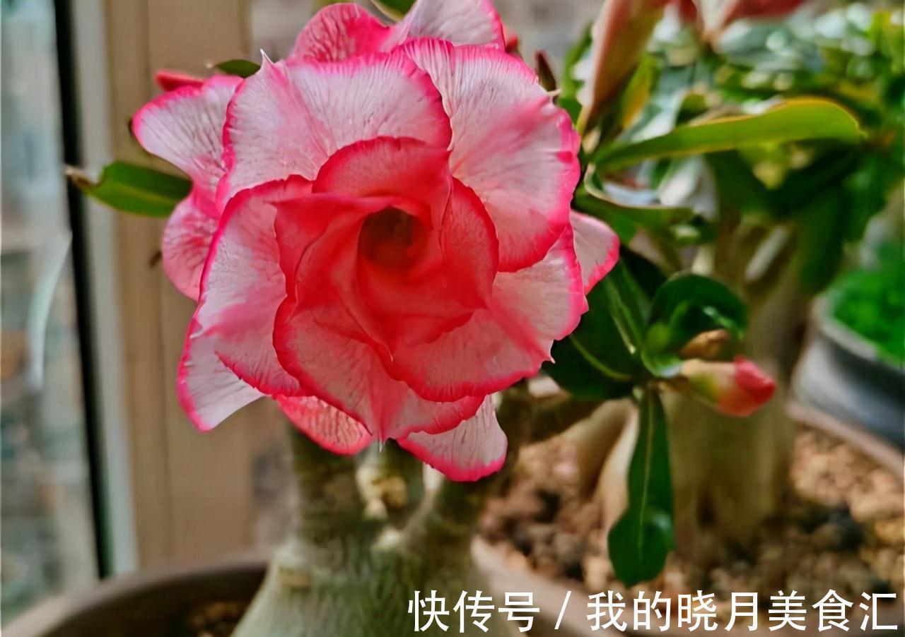 天冷后，需要“穷养”的六种花，水多易烂根，多晒爱生长