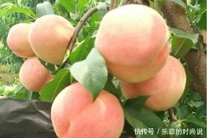 看看徐州都有哪些特产作为地道徐州人,你知道几种