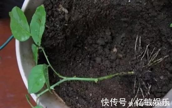 枝条|养花爱好者看过来这15种花现在“扦插”,生根快,一个周就长芽