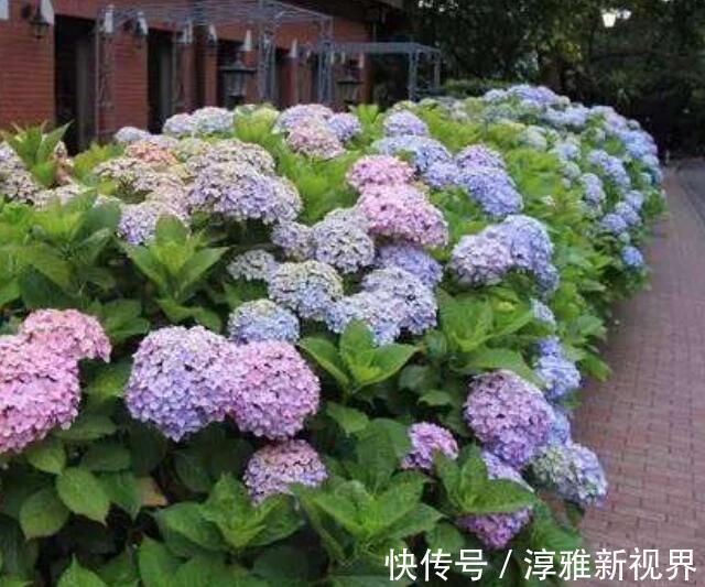 浇水|养菊花，不如养八仙花，以下3种养护妙招，鲜艳又好看！