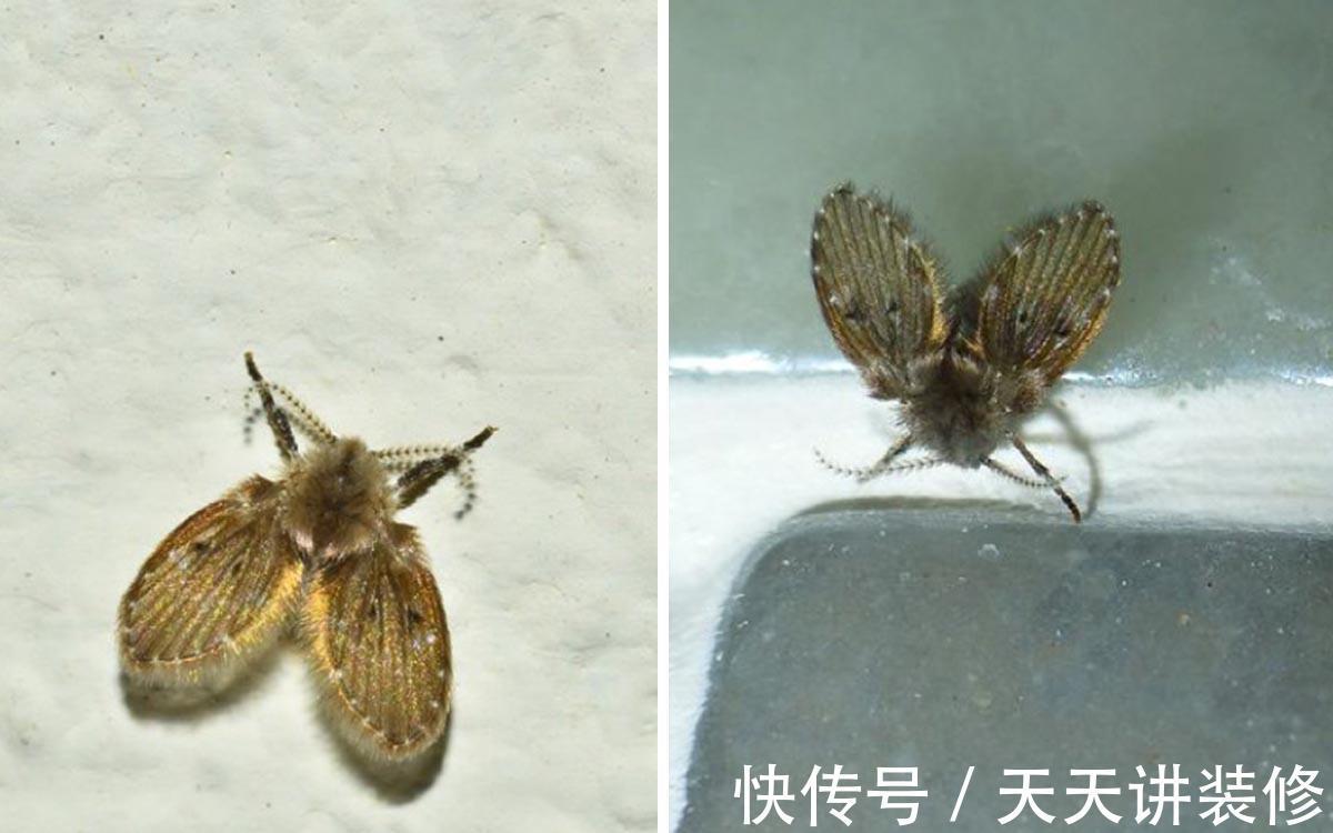 卫生间|卫生间里的小飞虫是什么?只需三步,就能彻底杜绝!