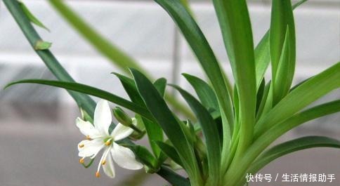 吊兰土加“一料”，不黄叶不焦尖，独苗变老桩，开出层叠群花！