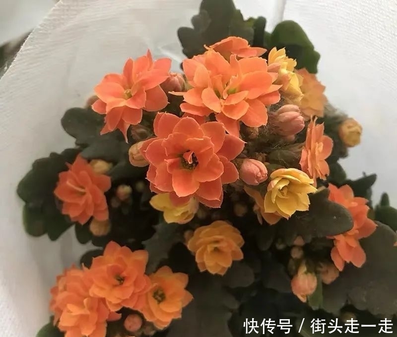 45种长寿花,个个都美爆了,你家养了多少种?