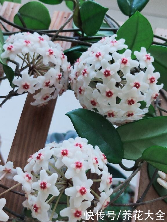 家里的墙上挂了一根藤，耐阴开花多，一朵花拳头大