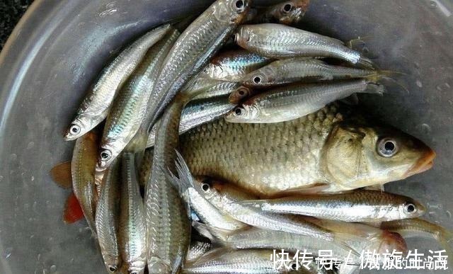 鱼层|冬天狂口的水中精灵银鮈，方法用好野钓也可以小爆护哦！
