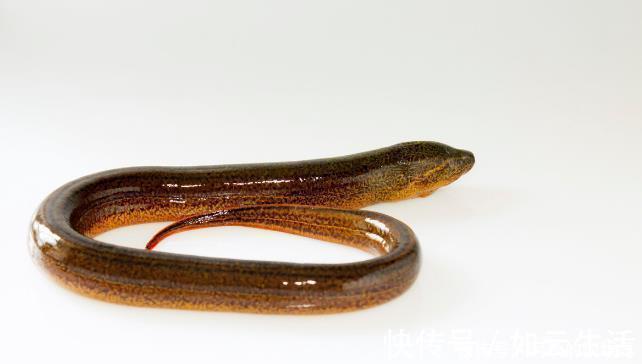 绿豆芽|糖尿病饮食指南:泥鳅与鳝鱼,哪个更适合糖友?