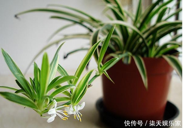 爆盆|吊兰养不好记住关键这点,不干尖不烂根,轻松爆盆,长满小吊兰