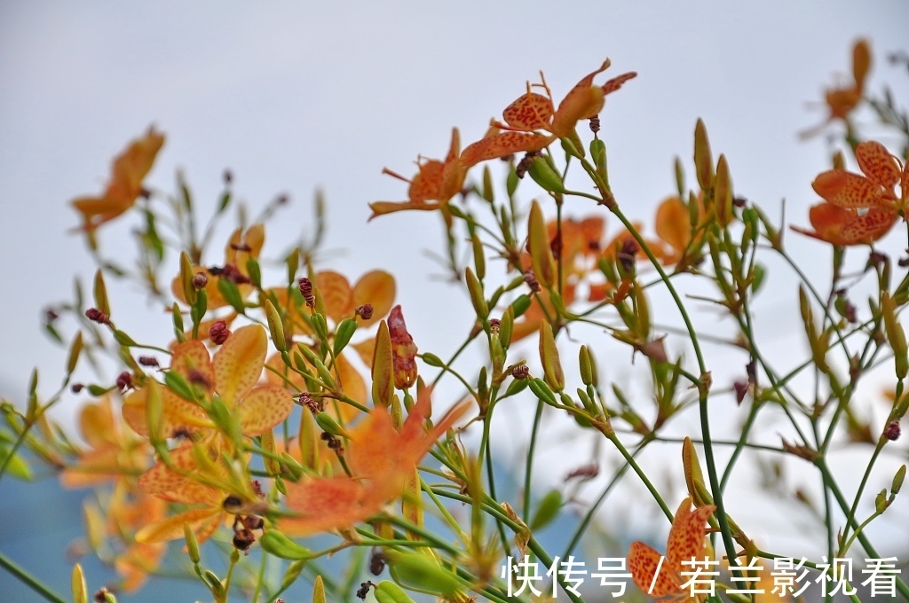 云南白药|这18味药,看似普通,却不可轻视!在中药配伍中,治病出奇制胜!