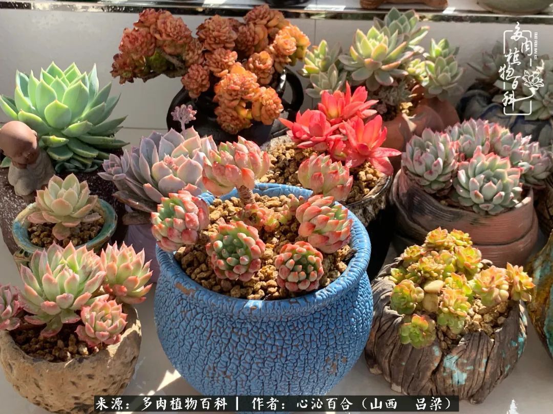 夏季的多肉，绿色才是主色调！努力呵护，期待绽放的那一刻！