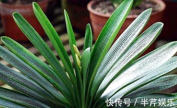 激素性|君子兰“开花”讲究大,好好催一催,接着冒花箭,花比拳头大