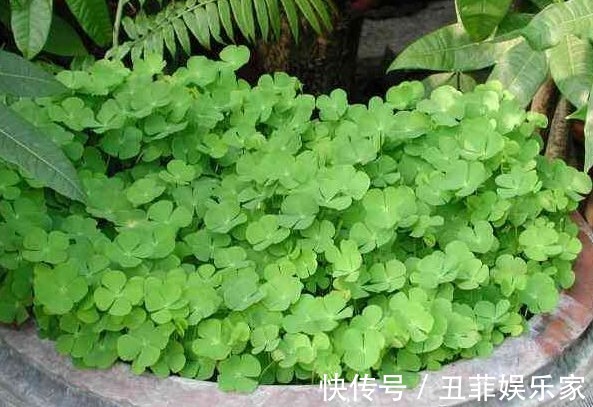 清热解毒|夏天多吃以下4种野菜，能清热解毒，消肿利尿，早知早受益