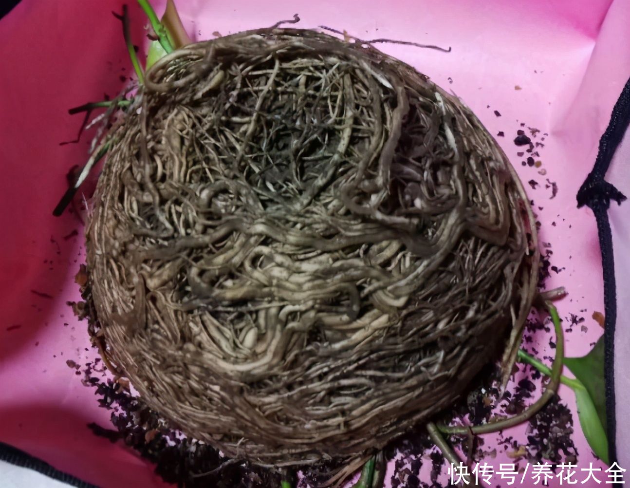 蝴蝶兰|7种花，立秋后换盆，秋冬才能越养越好
