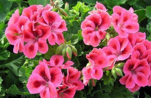 最受欢迎的4种花，养在客厅超美的养护简单，花朵漂亮