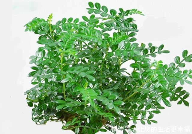 八种盆栽称为天然盆景,越养越美,越养价值越高、寿命几十年!