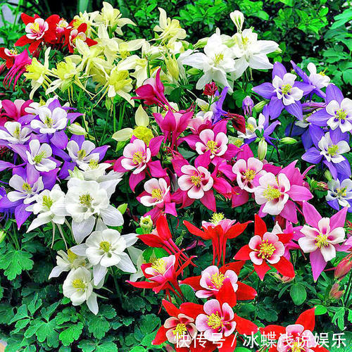 被名字耽误的8种花，好养好看开花惊艳，你最喜欢哪种？