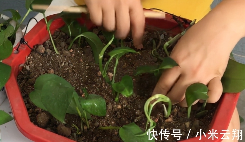 绿萝烂根的原因,如何预防?你永远也不知道的行业秘密