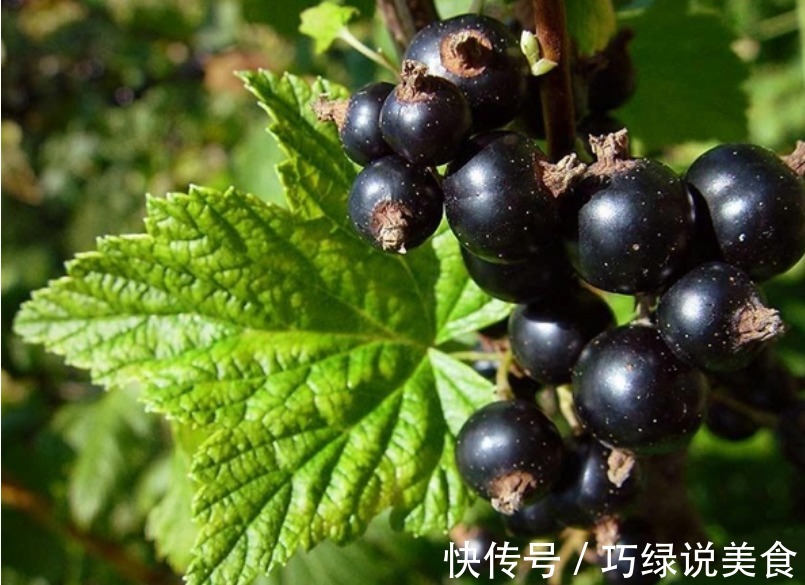 黑加仑|女性常吃此物,再贵也不要省,气血双补,面色红润了,眼睛也亮了