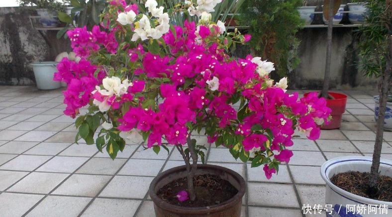 基础|光、肥、盆、水,作为养花的4大基础点,掌握住才养得好花