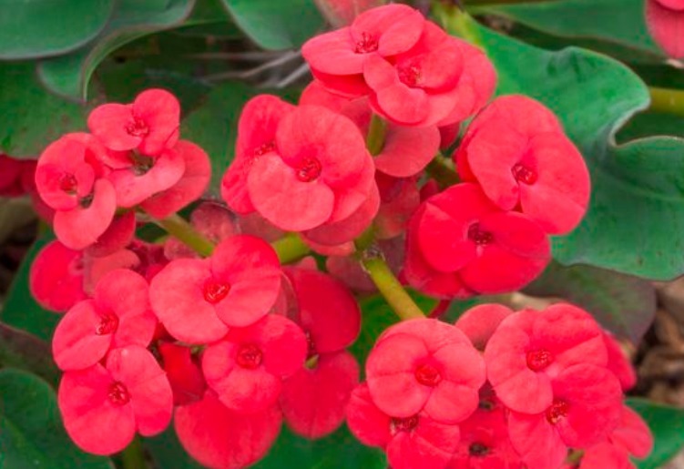 4种“懒人”盆栽花,浇水就疯长,给点阳花就灿烂,给你一片花海