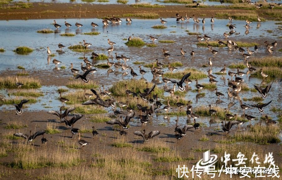 合肥|美丽安徽：胜日寻芳景 皖山皖水情