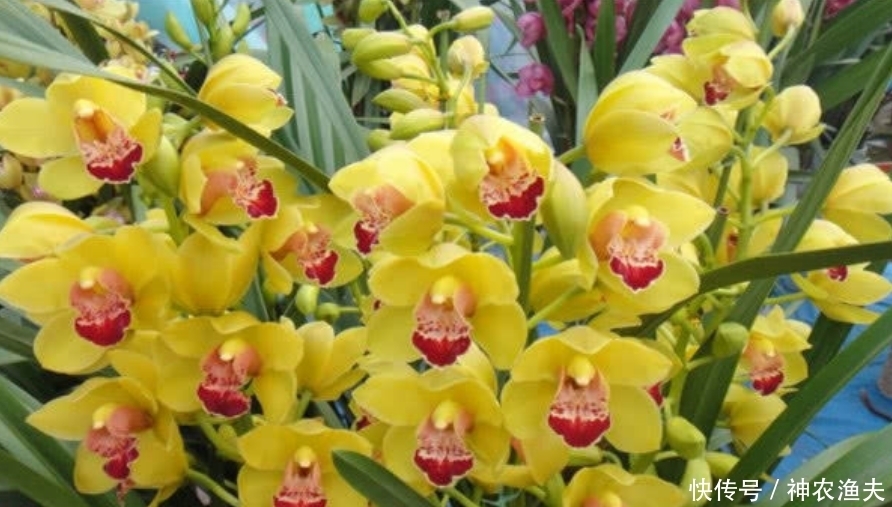 最适合新手养的3种花,沾土就能活,开花漂亮花期长,谁养谁喜欢