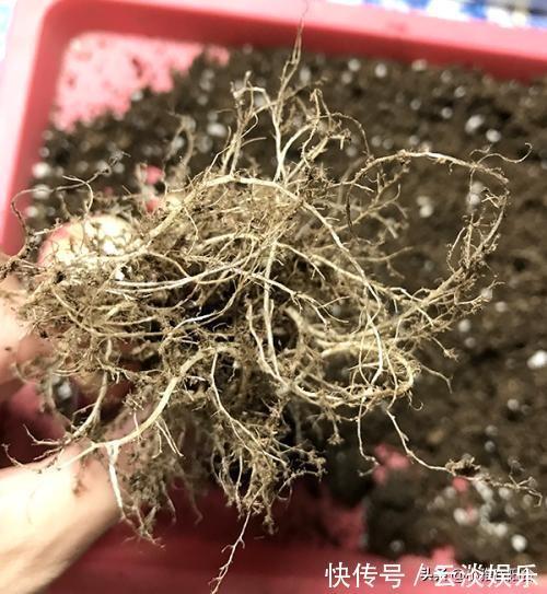 根系|栽种多肉前,这1步不能缺,做到后服盆更快,长得肥,状态美!