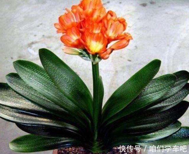 这些食物,每个月给君子兰“喂”一点,叶片绿,根系壮!