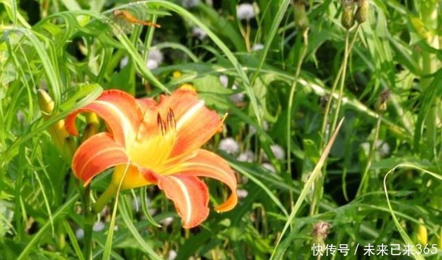 6种常见“野草”,以往人们不在意,一听名字这也太美了,要养