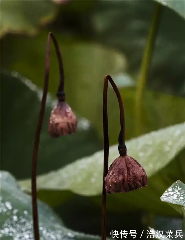荷叶$“留得枯荷听雨声”——解读古诗词中秋天的意象,枯荷的美