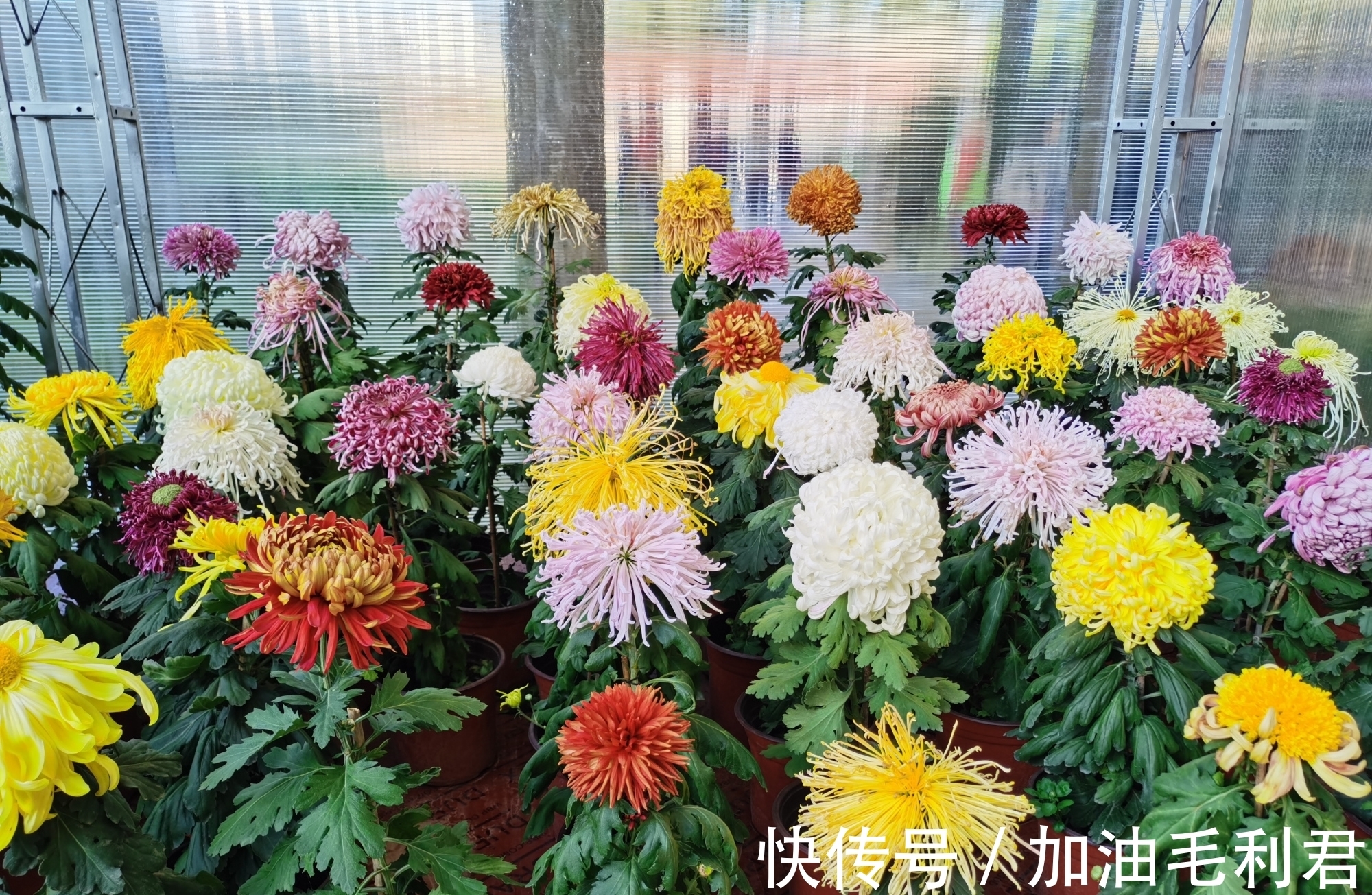 北海公园|北京北海公园菊花展又开始了 只有短短的几天 1.5万盆菊花