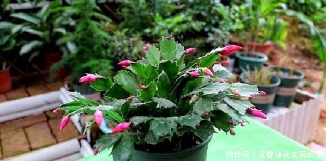 蟹爪兰长得慢不开花,1种“营养水”能派上大用场,浇完长势变旺