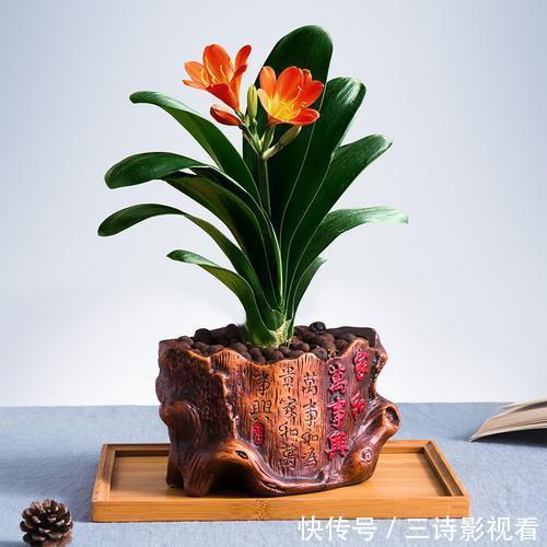 养护|君子兰有点“怪”,喝上这种水,变成“开花机器”,特别漂亮