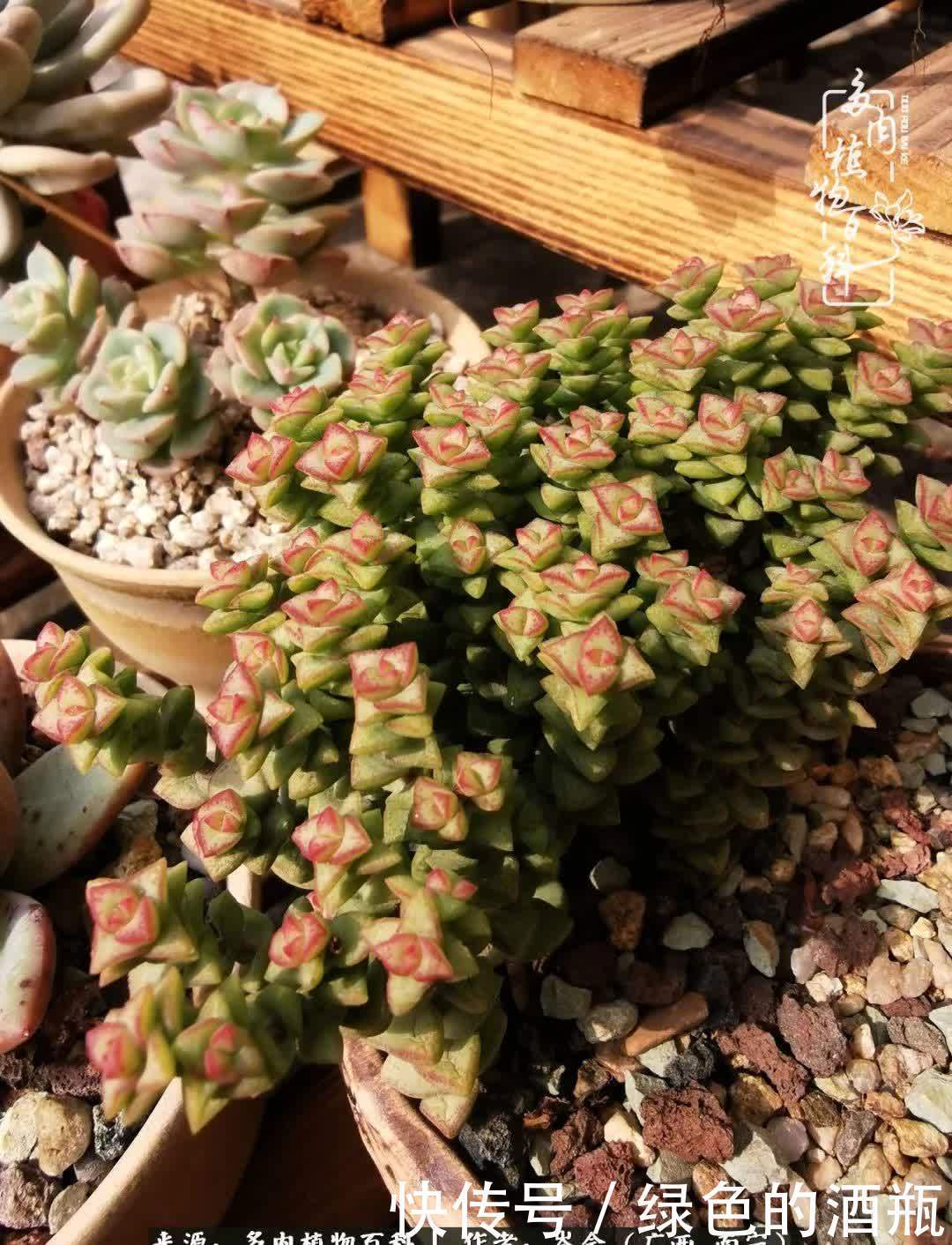 无关利益，不计得失，多肉给了我不一样的感受温暖的方式