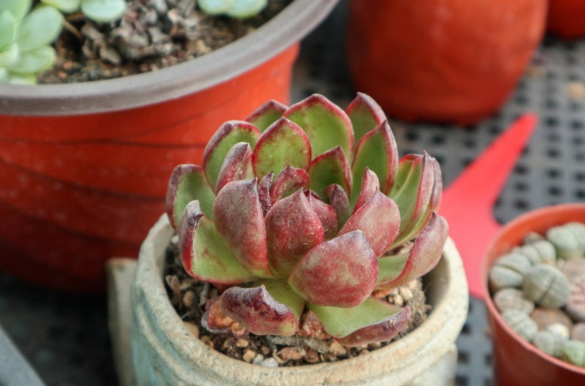 多肉植物|多肉别再扦插了，用这方法简单又高效，一盆变多盆！