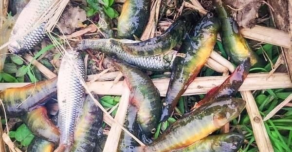 河里这种“虎皮纹”小鱼,煮汤比鲫鱼鲜美,如今几乎绝迹