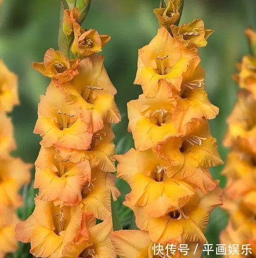 沾土就活,种门口长成一大簇,邻居天天跑来看!