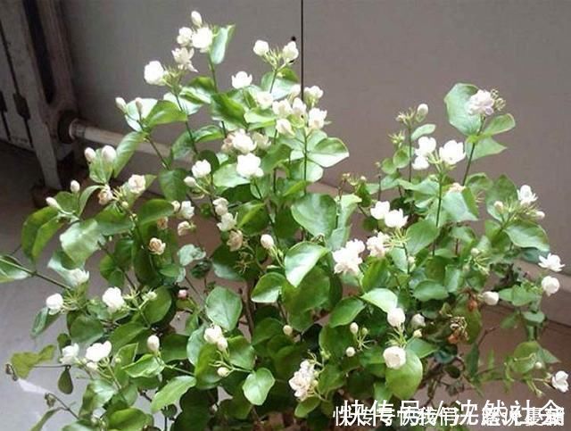修剪|养茉莉花，只用了一个小诀窍，花开的又多又香，太赞了