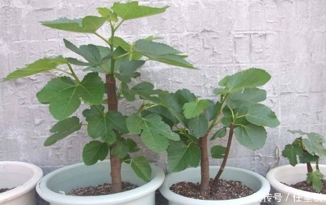 栽花盆里的这几种水果树,种一棵可以吃几年,造型修整下确定美