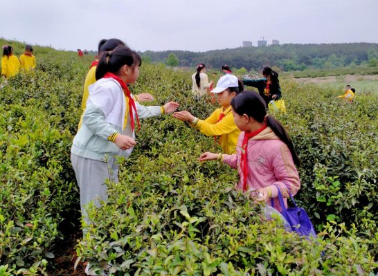 采茶人最美 劳动有滋味——祠堂口小学开展采茶劳动实践活动