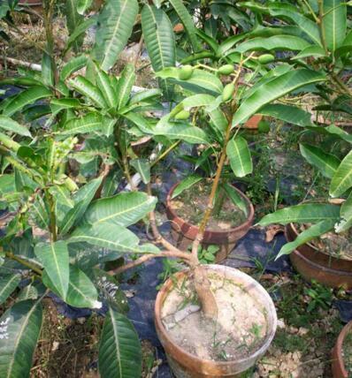 4种“果核”不要扔,埋土里,5天之后“惊喜”不断,观叶又收果!