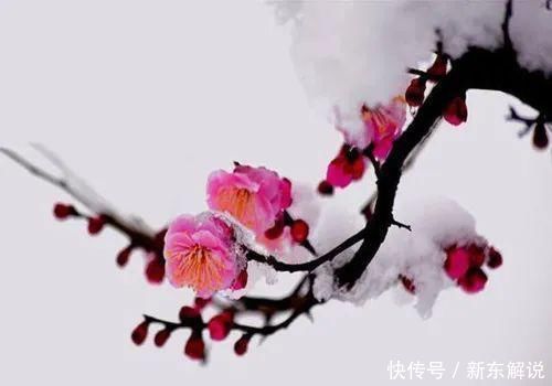 诗人|梅花雪花，两种风流，看王旭这首词如何评说